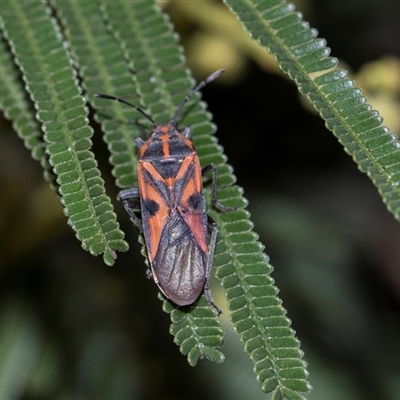 Spilostethus pacificus at Campbell, ACT - 18 Nov 2025 by AlisonMilton