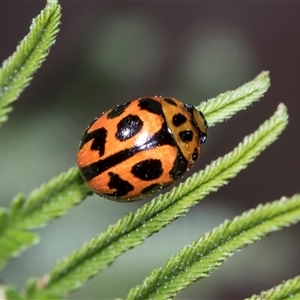 Peltoschema oceanica (Oceanica leaf beetle) at Campbell, ACT - 18 Nov 2025 by AlisonMilton