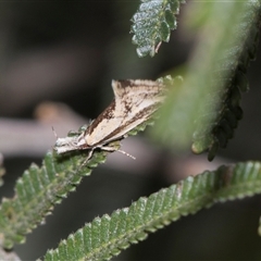 Thema macroscia (A Concealer moth (Chezala group) at Campbell, ACT - 18 Nov 2025 by AlisonMilton