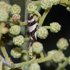Macrobathra desmotoma ( A Cosmet moth) at Campbell, ACT - 18 Nov 2025 by AlisonMilton