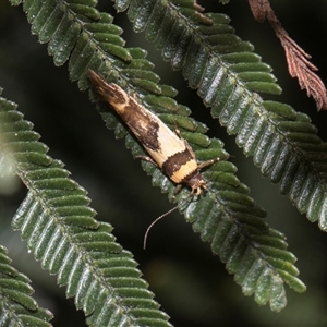 Macrobathra chrysotoxa at Campbell, ACT - 18 Nov 2025 by AlisonMilton