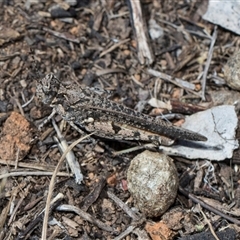 Pycnostictus seriatus (Common Bandwing) at Campbell, ACT - 18 Nov 2025 by AlisonMilton