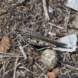 Unverified Grasshopper (several families) at Campbell, ACT - 18 Nov 2025 by AlisonMilton