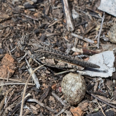 Pycnostictus seriatus (Common Bandwing) at Campbell, ACT - 18 Nov 2025 by AlisonMilton