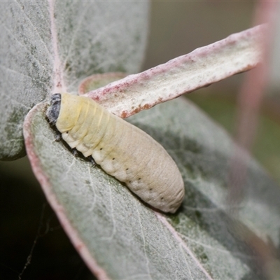Paropsisterna m-fuscum (Eucalyptus Leaf Beetle) at Campbell, ACT - 18 Nov 2025 by AlisonMilton