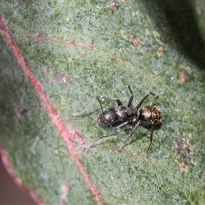 Camponotus aeneopilosus (A Golden-tailed sugar ant) at Campbell, ACT - 18 Nov 2025 by AlisonMilton