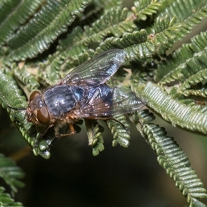 Unverified Bristle Fly (Tachinidae) at Campbell, ACT - 18 Nov 2025 by AlisonMilton