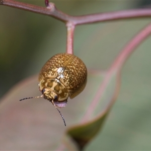 Paropsisterna cloelia (Eucalyptus variegated beetle) at Campbell, ACT - 18 Nov 2025 by AlisonMilton