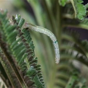 Unverified Geometer moth (Geometridae) at Campbell, ACT - 18 Nov 2025 by AlisonMilton