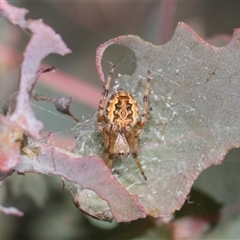Unverified Orb-weaving spider (several families) at Campbell, ACT - 18 Nov 2025 by AlisonMilton