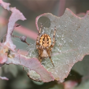Unverified Orb-weaving spider (several families) at Campbell, ACT - 18 Nov 2025 by AlisonMilton