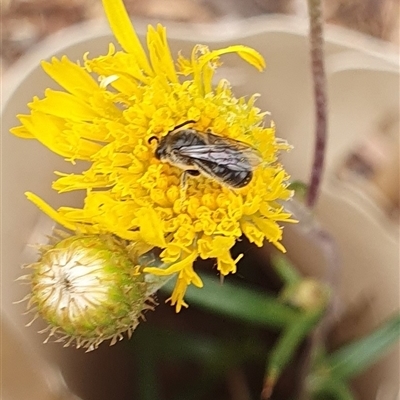 Unverified Insect at O'Connor, ACT - Yesterday by MPhillips