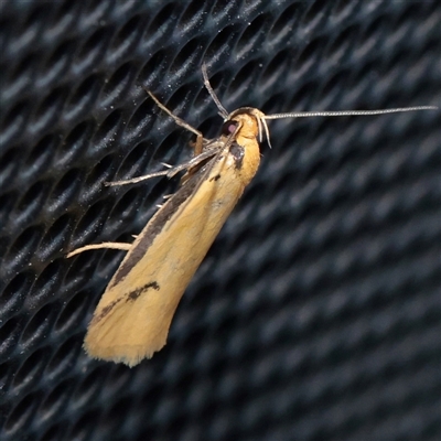 Philobota protecta (A concealer moth) at Turner, ACT - 20 Nov 2025 by ConBoekel
