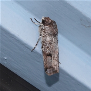 Agrotis porphyricollis (Variable Cutworm) at Turner, ACT - 20 Nov 2025 by ConBoekel