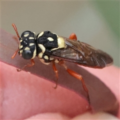 Unverified Sawfly (Hymenoptera, Symphyta) at O'Connor, ACT - Yesterday by ConBoekel