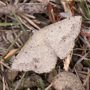 Unverified Moth (Lepidoptera) at O'Connor, ACT - Yesterday by ConBoekel