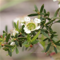 Unverified Other Shrub at O'Connor, ACT - Yesterday by ConBoekel
