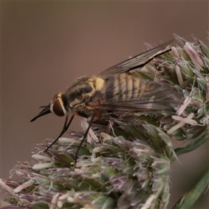 Unverified Insect at O'Connor, ACT - Yesterday by ConBoekel