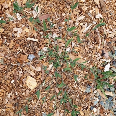 Persicaria (genus) at O'Connor, ACT - Yesterday by MPhillips