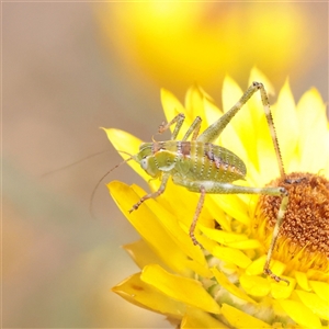 Unverified Grasshopper, Cricket or Katydid (Orthoptera) at O'Connor, ACT - Yesterday by ConBoekel