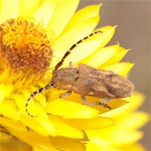 Unverified Longhorn beetle (Cerambycidae) at O'Connor, ACT - Yesterday by ConBoekel