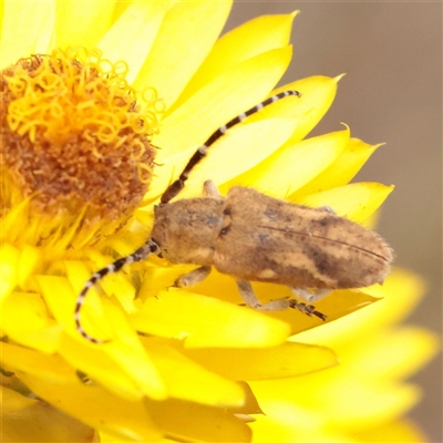 Unverified Longhorn beetle (Cerambycidae) at O'Connor, ACT - Yesterday by ConBoekel