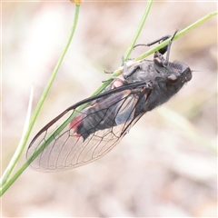 Yoyetta denisoni (Black Firetail Cicada) at O'Connor, ACT - Yesterday by ConBoekel