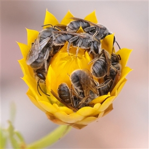 Unverified Bee (Hymenoptera, Apiformes) at O'Connor, ACT - Yesterday by ConBoekel