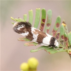 Isomoralla eriscota (Philobota Group) at O'Connor, ACT - Yesterday by ConBoekel