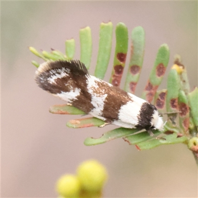 Isomoralla eriscota (Philobota Group) at O'Connor, ACT - Yesterday by ConBoekel