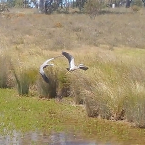 Egretta novaehollandiae at Yass River, NSW - 18 Nov 2025 by SenexRugosus