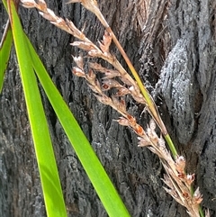 Lepidosperma laterale at Monga, NSW - 19 Nov 2025 by JaneR