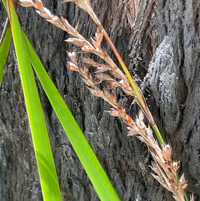 Lepidosperma laterale at Monga, NSW - 19 Nov 2025 by JaneR