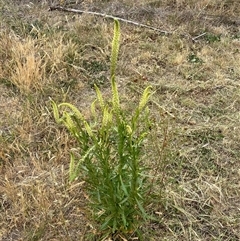 Reseda luteola at Hume, ACT - Yesterday by SteveBorkowskis