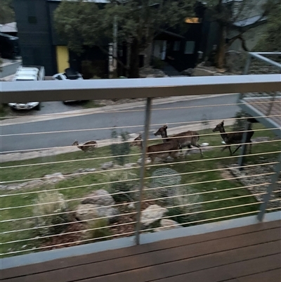 Cervidae (family) at Crackenback, NSW - 21 Nov 2025 by jks