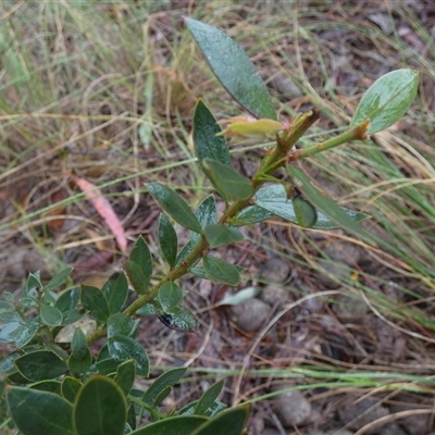 Daviesia ulicifolia subsp. ruscifolia at  - suppressed by Paul4K