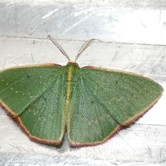 Chlorocoma dichloraria (Guenee's or Double-fringed Emerald) by Paul4K