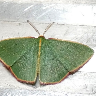 Chlorocoma dichloraria (Guenee's or Double-fringed Emerald) at  - suppressed by Paul4K