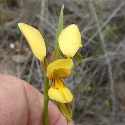 Diuris aurea at  - suppressed by Paul4K