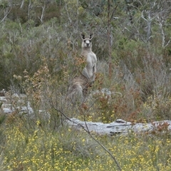 Macropus giganteus by Paul4K
