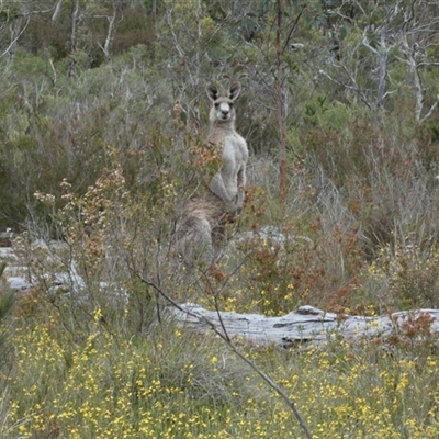 Macropus giganteus at  - suppressed by Paul4K