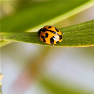 Coccinella transversalis at Russell, ACT - 19 Nov 2025 by Hejor1