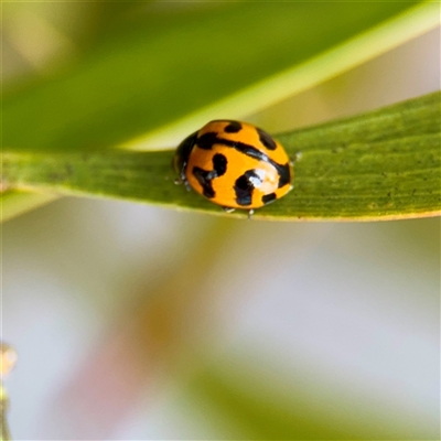 Coccinella transversalis at Russell, ACT - 19 Nov 2025 by Hejor1