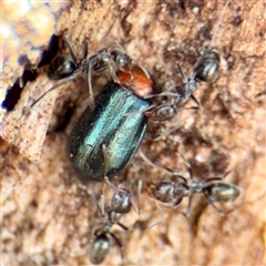 Adoxia sp. (genus) at Russell, ACT - 19 Nov 2025 by Hejor1