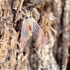 Yoyetta sp. (genus) (Firetail or Ambertail Cicada) at Russell, ACT - 19 Nov 2025 by Hejor1
