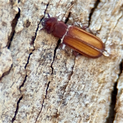 Platisus sp. (genus) at Russell, ACT - 19 Nov 2025 by Hejor1