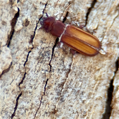 Platisus sp. (genus) at Russell, ACT - 19 Nov 2025 by Hejor1