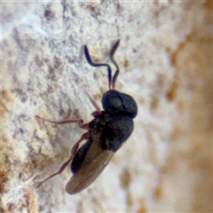 Scelionidae (family) at Russell, ACT - 19 Nov 2025 by Hejor1