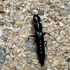Thyreocephalus sp. (genus) at Russell, ACT - 20 Nov 2025 by Hejor1