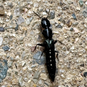 Thyreocephalus sp. (genus) at Russell, ACT - 20 Nov 2025 by Hejor1